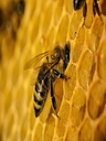 pngtree-bees-work-on-honeycomb-honeyed-wax-pattern-photo-image_20475574